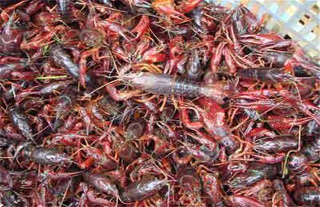 龙虾养殖推荐：室内小龙虾养殖技术