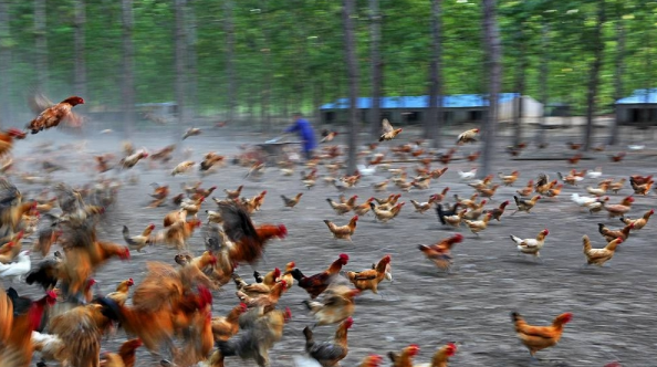 关于四季养殖土鸡的管理技术
