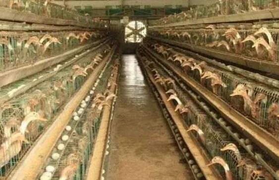 养殖蛋鸭和肉鸭哪个利润高更赚钱？