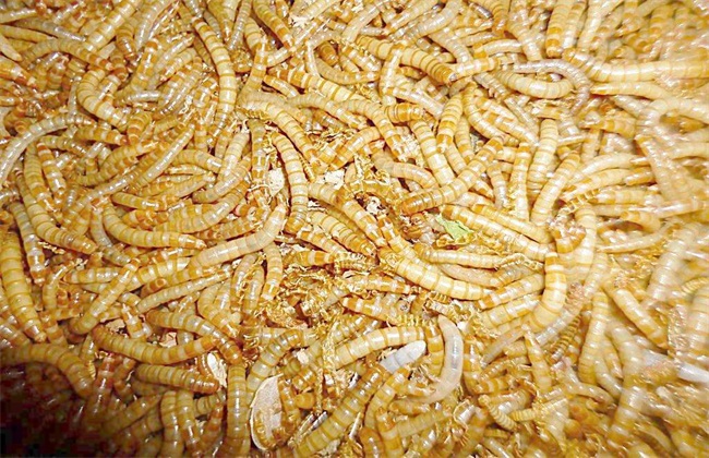 黄粉虫养殖应注意的问题