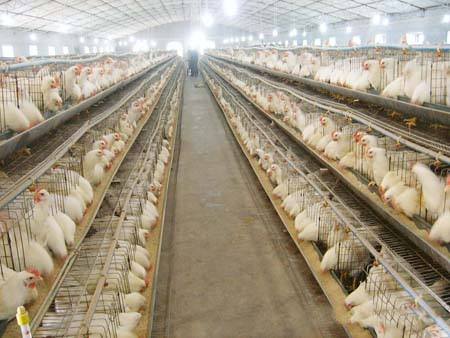 蛋鸡的养殖技术和鸡病防治