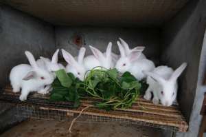 农村兔子养殖技术_库百科兔子养殖