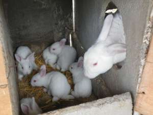 肉兔常用饲料添加剂_库百科兔子养殖