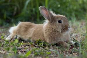 农村野兔养殖的方式和注意事项_库百科兔子养殖