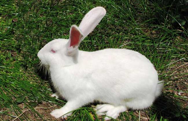种兔养殖加盟多少钱？