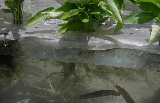 泥鳅鱼苗种的快速培育方法