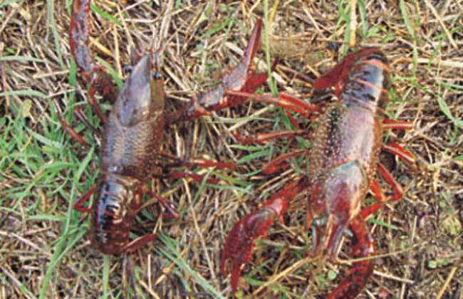 投放小龙虾种虾应该注意什么？