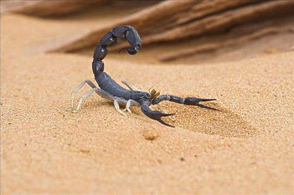 如何养殖蝎子？蝎子养殖重点
