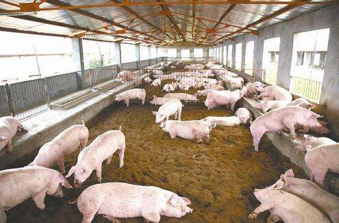 发酵床养猪法