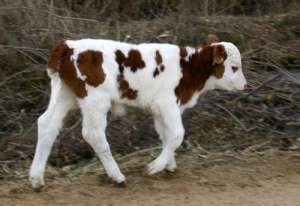 奶牛常见寄生虫病的流行特点及防治_库百科养牛