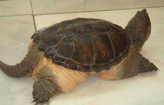 巴西龟公母的分辨方法