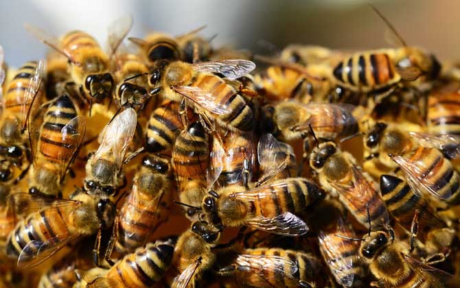 蜂群中雄蜂太多是什么原因？