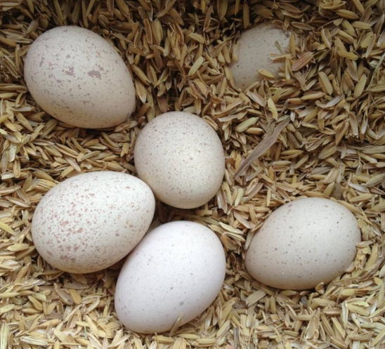 火鸡种蛋的孵化与繁殖技术