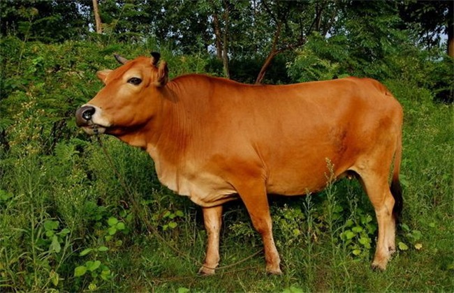 农村小规模养牛
