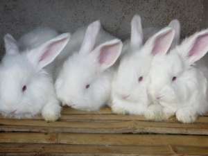 兔子养殖前景怎么样_库百科兔子养殖