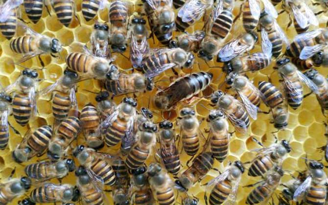 养蜂技术指导