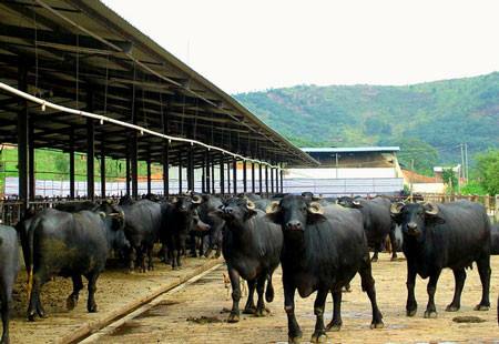 奶水牛犊牛期饲养管理技术