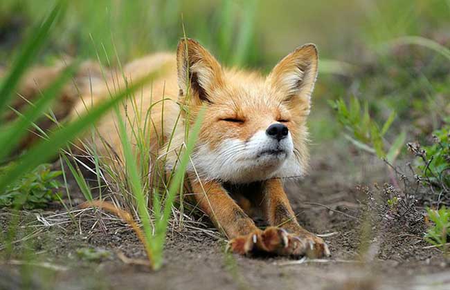 狐狸养殖管理技术