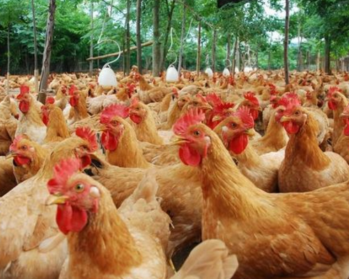 如何提高肉鸡养殖的品质