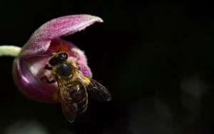 被蜜蜂蛰了几天能消肿？_库百科养蜂养殖