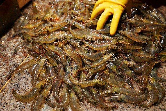 基围虾养殖的科学管理