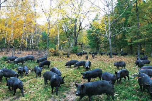 生态猪养殖要求及模式