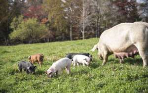 母猪配种几个知识要点_库百科母猪养殖_库百科养猪