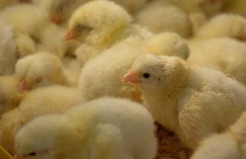 春季养雏鸡要防止缺氧