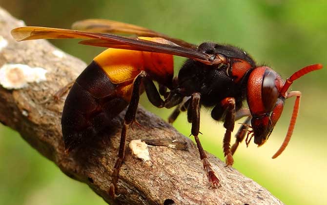 虎头蜂的天敌是什么动物？