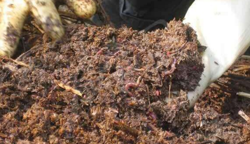 牛粪养殖蚯蚓的技术与前景效益