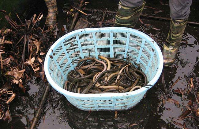 网箱鳝鱼养殖技术 小面积、大密度养黄鳝