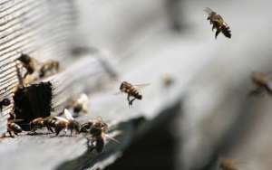 怎样控制蜜蜂自然分蜂？_库百科养蜂养殖