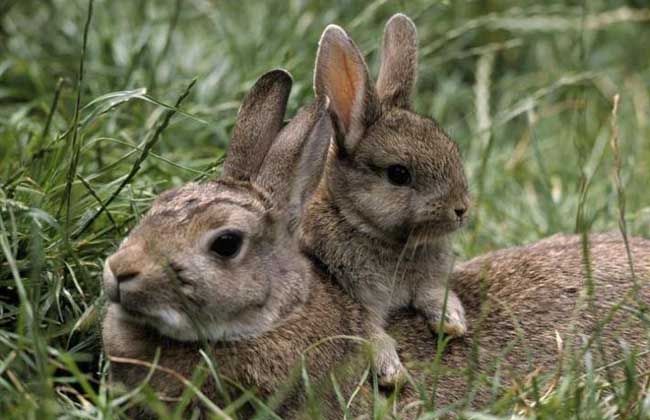 野兔养殖基地野兔的养殖技术
