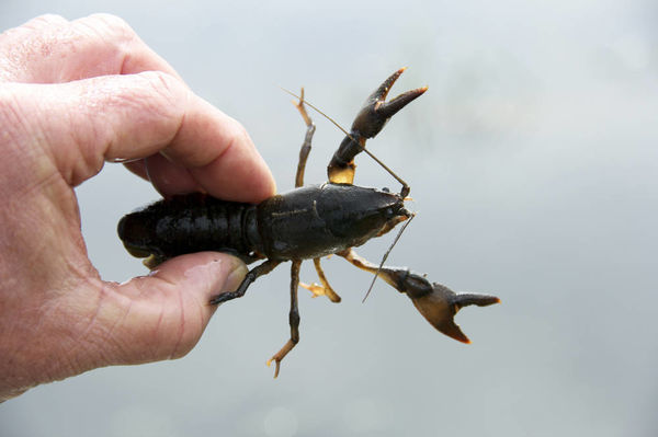 水库里面可以养殖小龙虾吗？水深5米养得活吗?