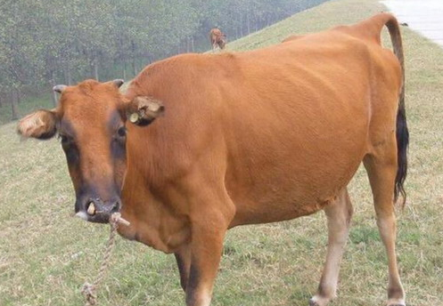 肉牛跛行的症状及防治措施