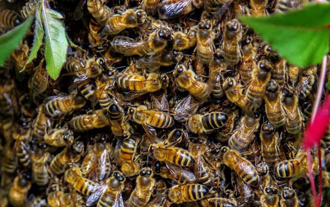 蜜蜂分家怎么收回来？