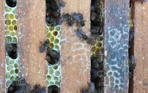 蜜蜂养殖成本和利润怎么计算？_库百科养蜂养殖