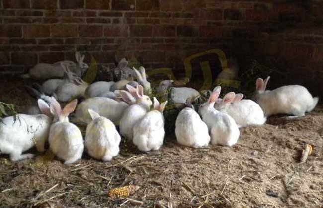 肉兔养殖场防疫配种注意事项