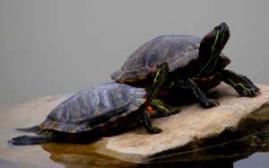 人工养殖乌龟的三种方式介绍_库百科养龟