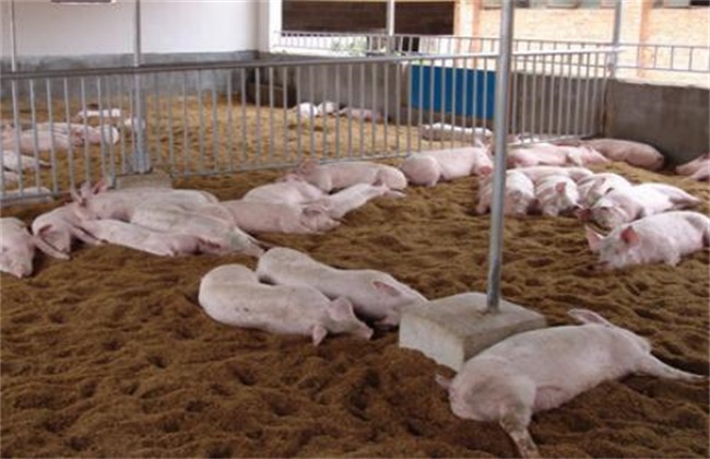 养猪小能手：发酵床生态养猪技术