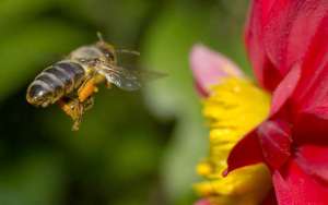 蜜蜂的资料有哪些？_库百科养蜂养殖
