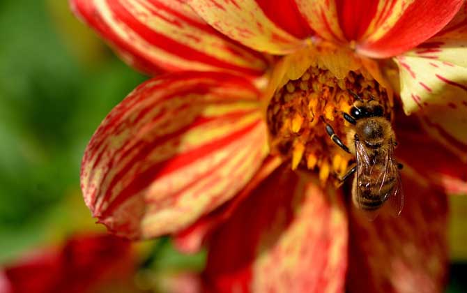 蜂毒为什么会引起过敏？
