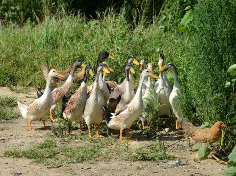 肉鸭的养殖周期及养殖行情