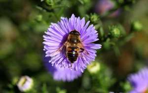 世界上有多少种蜜蜂？_库百科养蜂养殖