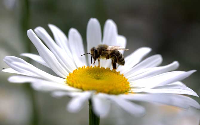 中蜂和意蜂能一起养吗？
