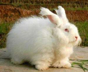 长毛兔养殖前景：长毛兔怎么养？_库百科兔子养殖
