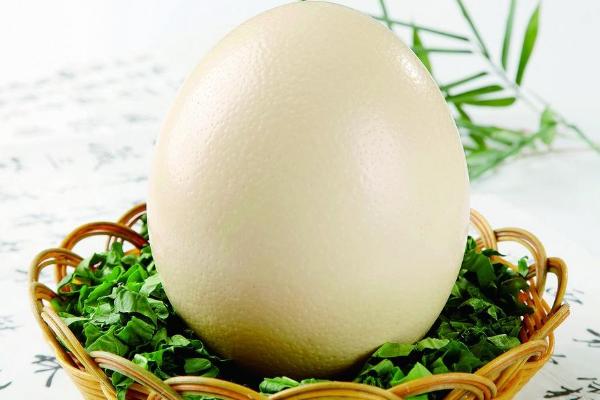 孕妇能吃鸵鸟蛋吗