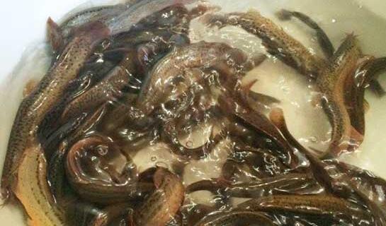 泥鳅炖豆腐 保护血管促进骨骼