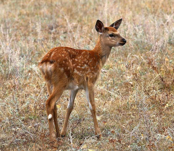 “珍稀动物”梅花鹿的养殖方法