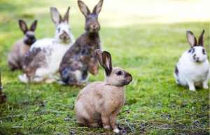 肉兔养殖中必须注意的四大要点_库百科兔子养殖